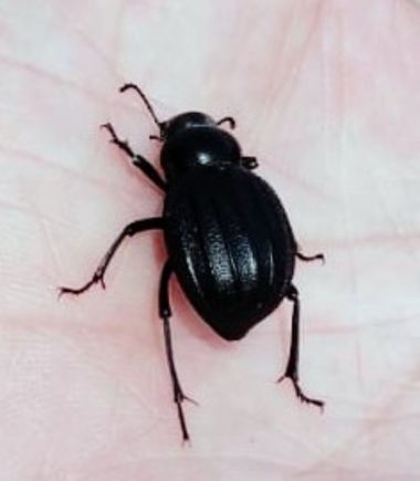 Solerantonio2 en Hamelin: Fauna  (Avenida del Mediterráneo), Insecto