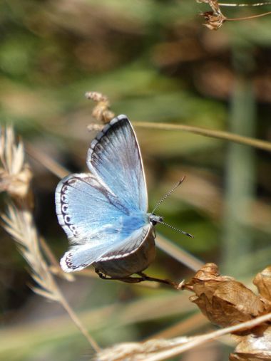 mariale en Hamelin: Fauna, 💙🦋💛🦋💙
📸 #marialemdza
💙🦋💛🦋💙
#BellezaNatural  #macro #macroflowers #naturaleza #macrophotography  #mariposa #buterfly ...