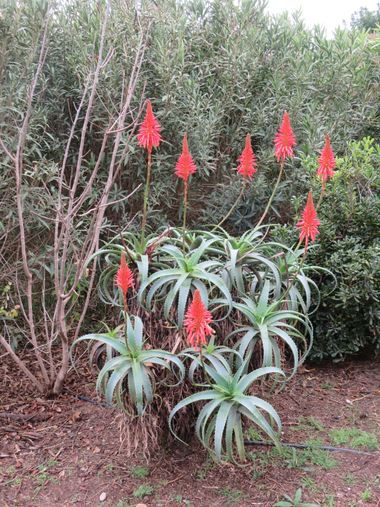 Solerantonio2 en Hamelin: Flora  (Almería), Aloe arborescens, Planta