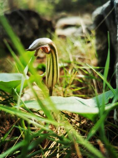 Rincon.ache en Hamelin: Flora  (Gandia), Arisarum vulgare, Lista para atacar... #flora #flores #floressilvestres #naturaleza #alegria #fotos

