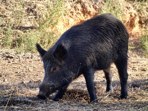 Albarisle en Hamelin: Fauna  (Fuenlabrada de los Montes), #jabalí #lasiberiaextremeña #naturaleza #extremadura  
