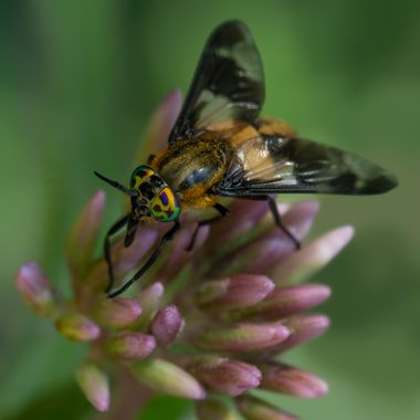 Ignicapillus en Hamelin: Fauna  (Ripollès), Chrysops caecutiens (Linnaeus, 1758), 20 de agosto 2023, salida macrera a la Farga de Bebié, muy cerca de Ripol...