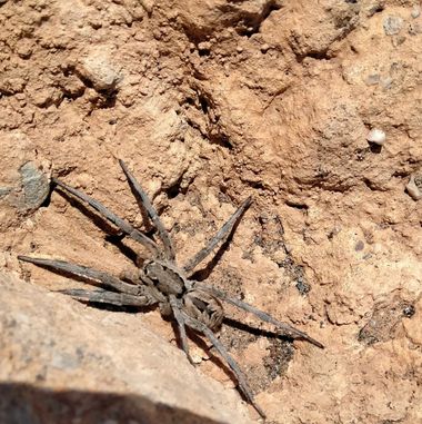 Solerantonio2 en Hamelin: Fauna  (El Pocico), Araña lobo