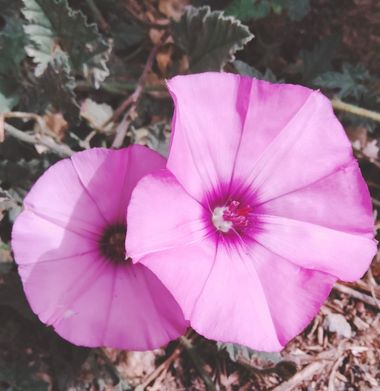 Solerantonio2 en Hamelin: Flora  (Almería), Convolvulus althaeoides, Planta