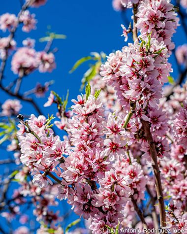 Jjarolo en Hamelin: Flora  (Valsequillo de Gran Canaria), #grancanaria #valsequillo #almendro #almendrosenflor 