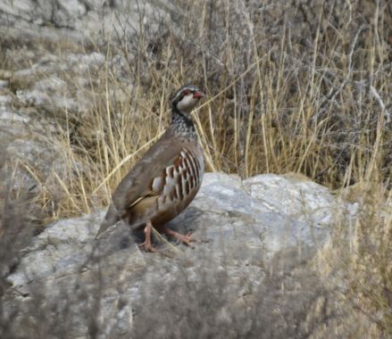 Solerantonio2 en Hamelin: Fauna  (Andalusia), Alectoris rufa (Linnaeus, 1758), Ave