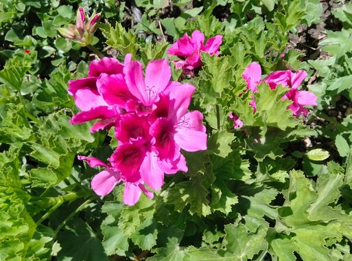 Solerantonio2 en Hamelin: Flora  (Almería), Planta