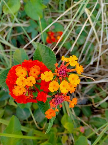Solerantonio2 en Hamelin: Flora  (Almería), Flor de lantana