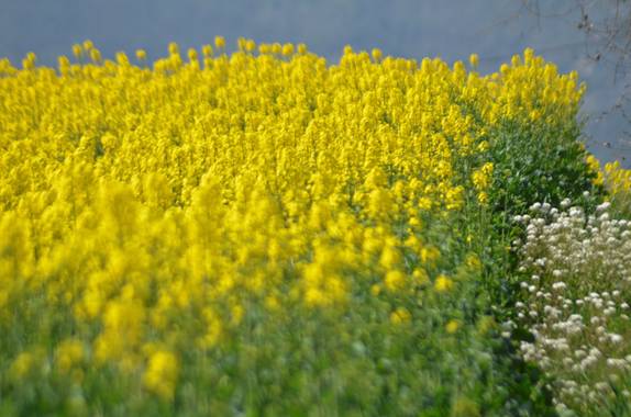 Azulmarino  en Hamelin: Flora  (Les Masies de Voltregà), Isatis tinctoria, Campos de colza #frommypointofview #campo #floramarilla #primavera 