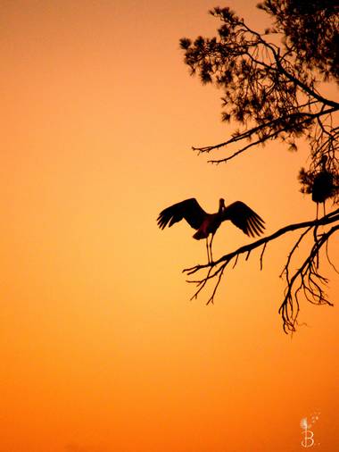 Conbyconv en Hamelin: Fauna  (Getafe), Ciconia ciconia (Linnaeus, 1758), #aves21 