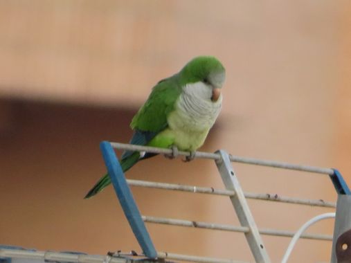 Solerantonio2 en Hamelin: Fauna  (Almería), Myiopsitta monachus (Boddaert, 1783), Cotorra argentina