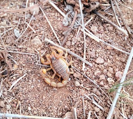 Solerantonio2 en Hamelin: Fauna  (Níjar), Escorpión amarillo