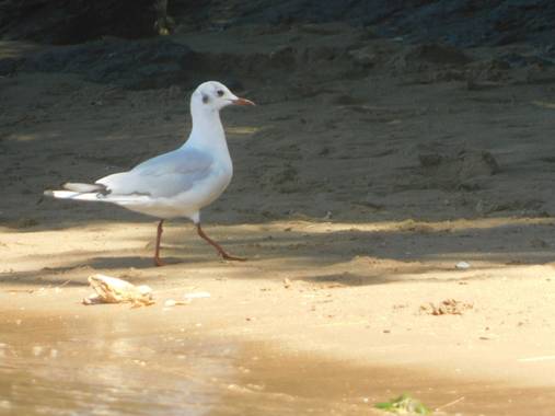 Nohokai.sk en Hamelin: Fauna  (Sukarrieta), Chroicocephalus ridibundus (Linnaeus, 1766), Gaviota en la arena