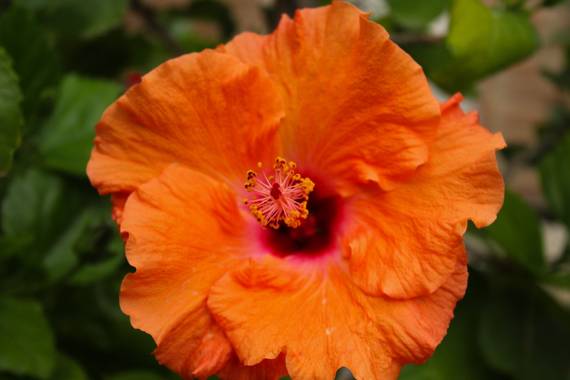 cruzyus en Hamelin: Flora  (Córdoba), Hibiscus rosa-sinensis, #flora21 