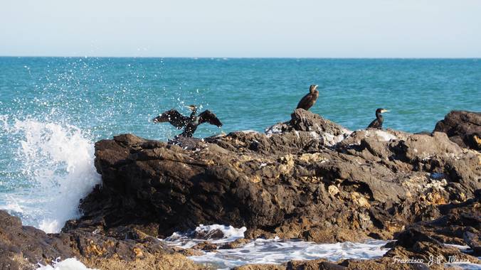 fjavier.illanes en Hamelin: Fauna  (Mijas), Phalacrocorax carbo (Linnaeus, 1758), #aves21 Cormoran secando las alas