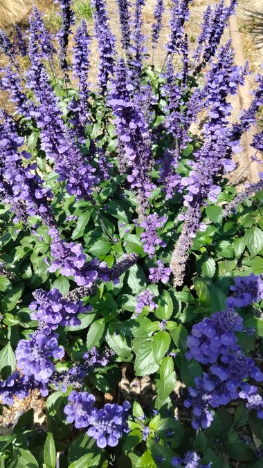 Solerantonio2 en Hamelin: Flora  (Paseo Marítimo Carmen de Burgos), Salvia farinacea, Planta