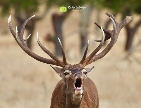Rubén Sánchez en Hamelin: Fauna, Cervus elaphus Linnaeus, 1758, #ciervo #venado #berrea #cervuselaphus #sierradesanpedro #caceres #elmillaron #extremadura...