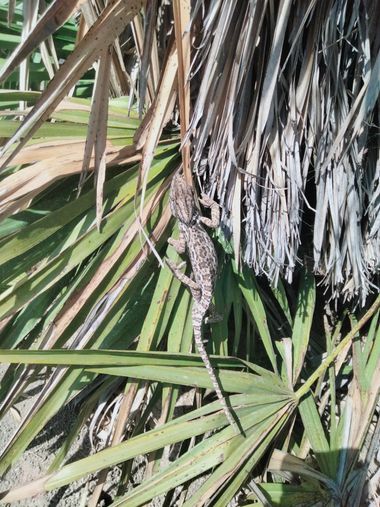 Solerantonio2 en Hamelin: Fauna  (Níjar), Reptil