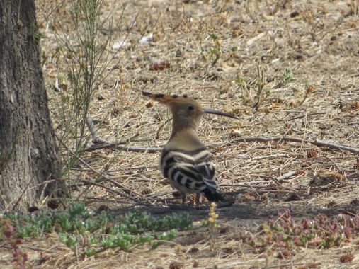 Solerantonio2 en Hamelin: Fauna  (Almeria), Upupa epops Linnaeus, 1758, Abubilla