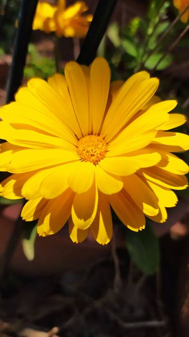 Angelambelly en Hamelin: Flora  (Cruïlles Monells i Sant Sadurní), #flora21 