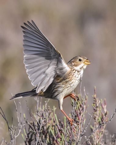 Estefanía.A.F. en Hamelin: Fauna  (Huelva), #aves #fauna #naturaleza #hamelin #wildlife 