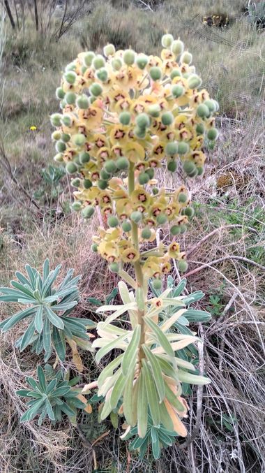 Solerantonio2 en Hamelin: Flora  (Almería), Euphorbia characias, Planta
