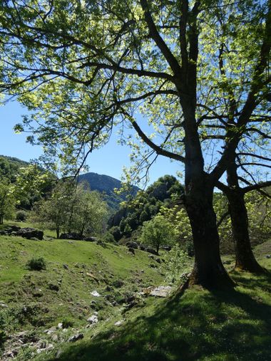mariale en Hamelin: Paisaje  (Caso), 📸 #marialemdza
💚 🌿🌸🌿💚
#CumpleHamelin
#Naturaleza #BellezaNatural #paisaje 
#Asturias  #Montaña #forest #bosque #...
