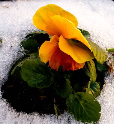 Mistela17 en Hamelin: Flora, #invierno20