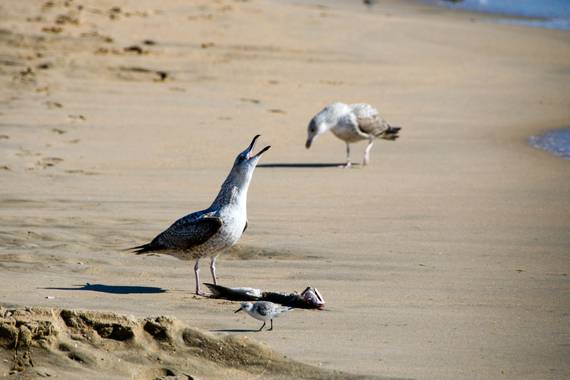 Ninigabi en Hamelin: Fauna  (Isla Cristina), Calidris alba (Pallas, 1764), #gaviotaplaya