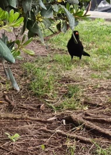 Jonathanmartinbedia0007 en Hamelin: Fauna, Turdus merula Linnaeus, 1758, 📸@