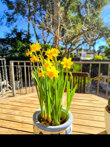 Latortugablue en Hamelin: Flora, Narcissus jonquilla, #narcisoamarillo