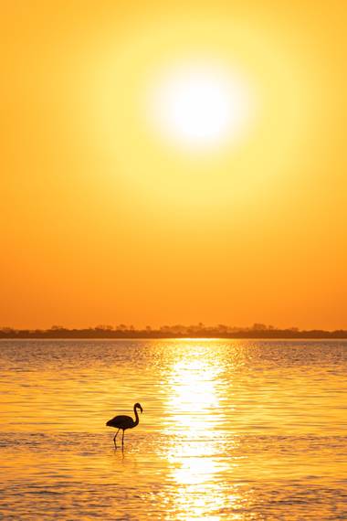 Marcos en Hamelin: Fauna  (Miramar), Phoenicopterus chilensis Molina, 1782, Los atardeceres de Miramar de ansenuza son espectaculares! #flamencos #miramar ...