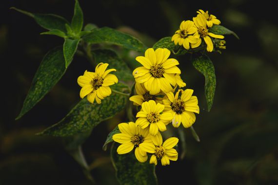 Franciss RNR  en Hamelin: Flora  (Pimampiro), Calea urticifolia, #Flora 
