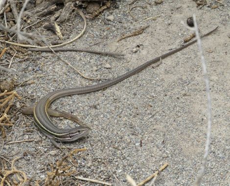 Solerantonio2 en Hamelin: Fauna  (Níjar), Reptil
