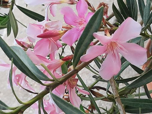 Abigail en Hamelin: Flora, Nerium oleander, FLOR
