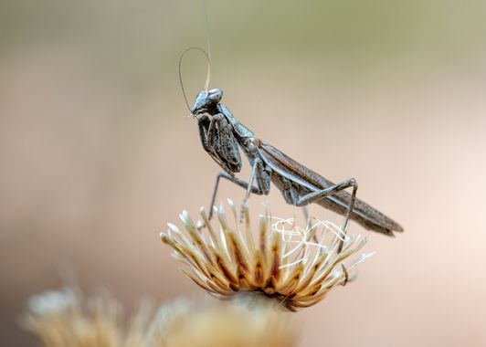 Dracaena.photo en Hamelin: Fauna  (Málaga), Ameles spallanzania, #ameles #mantis #macro #naturaleza #fauna 