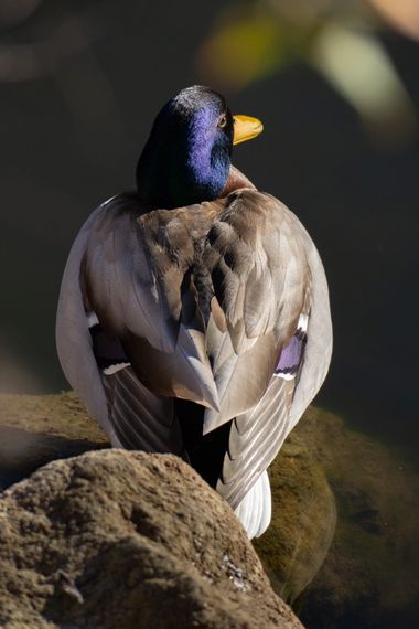 3pnoe6 en Hamelin: Fauna  (Sant Feliu de Codines), Anas platyrhynchos Linnaeus, 1758, #pato#ave#avesdecataluña
