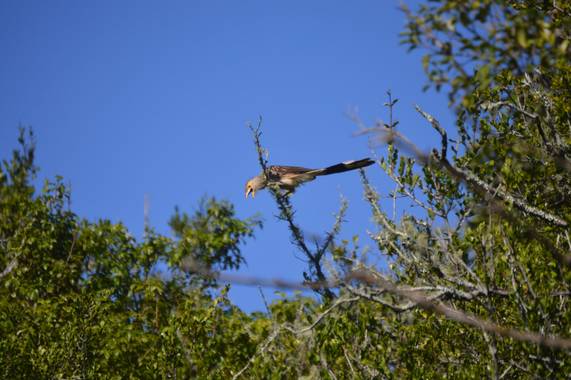 Doro en Hamelin: Fauna  (Maldonado), Guira guira (Gmelin, 1788), O simplemente Pirincho.