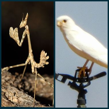 Mpinfante en Hamelin: Fauna,  MANTIS PALO |||||||||||||||||||||||||||||||||||   CERNÍCALO
