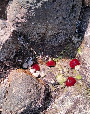 Solerantonio2 en Hamelin: Fauna  (Níjar), Tomate de mar
