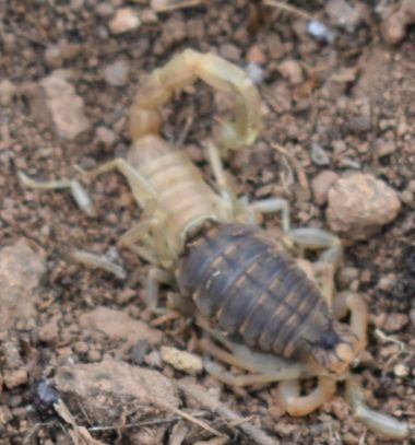 Solerantonio2 en Hamelin: Fauna  (Níjar), Escorpión amarillo