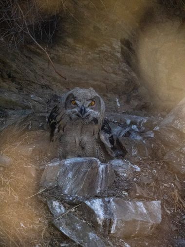 Sm_photo23 en Hamelin: Fauna  (Logrosán), Bubo bubo (Linnaeus, 1758)