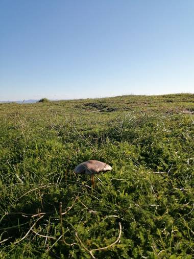 Estrelladelmar en Hamelin: Observación  (Tarifa), #invierno20 #SETASENELPARAISO #Tarifa 