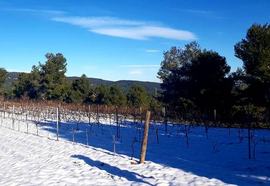 Agueda Animalista en Hamelin: Paisaje, Entre viñas 🍇 #AltPenedes #Invierno20