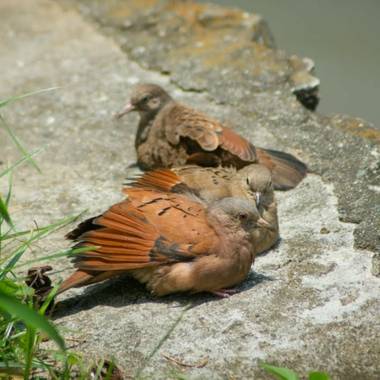 timoteo963 en Hamelin: Fauna  (Cali), Dándose un baño de sol
