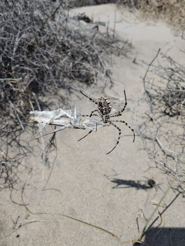 Solerantonio2 en Hamelin: Fauna  (Níjar), Araña en faena