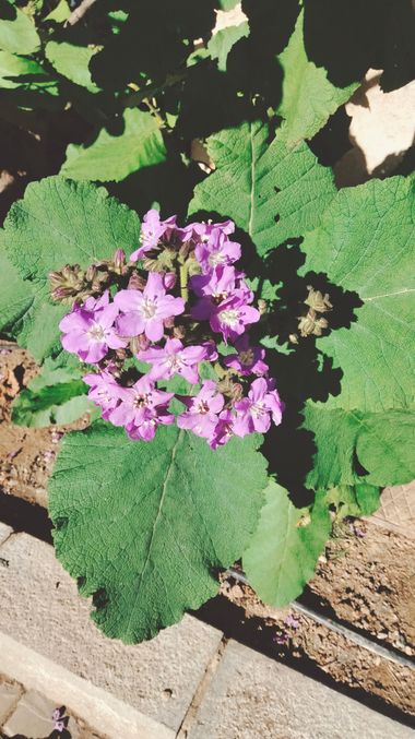 Solerantonio2 en Hamelin: Flora  (Almería), Wigandia urens, Planta