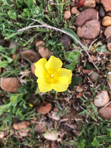 ElPippo  en Hamelin: Flora  (Distrito Sexto), #flower #flora #flores #flower 
#naturaleza 