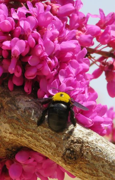 Solerantonio2 en Hamelin: Fauna  (Almería), Insecto