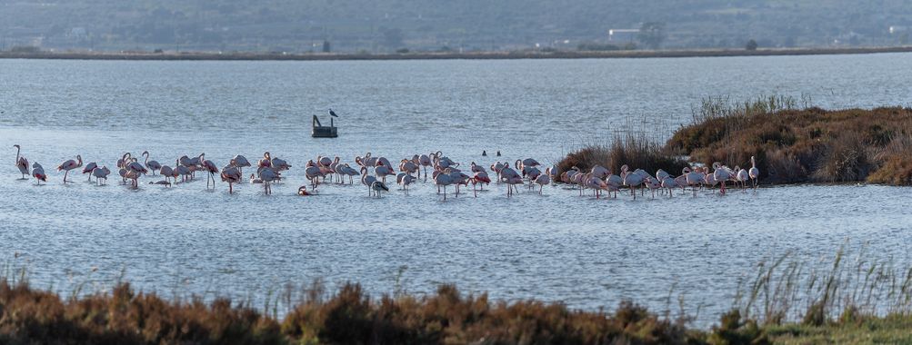 Romareyesg en Hamelin: Paisaje  (Amposta), Delta del Ebre#Bassa de l'Encanyissada#Flamencs